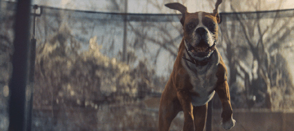 MPC buster the boxer