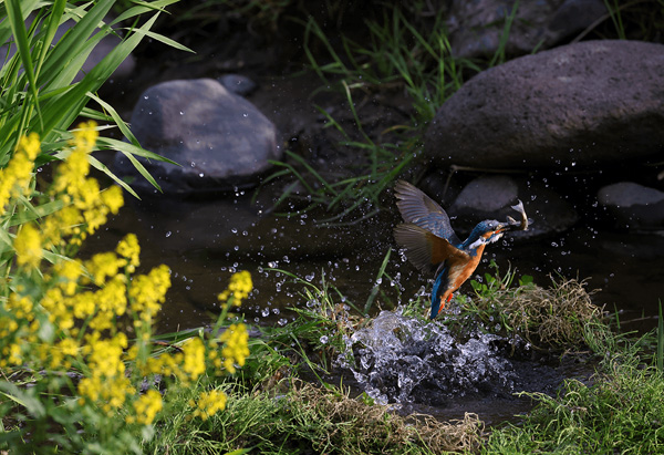 Canon EOS R3 bird