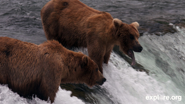 AWS Explore 2 Bears on Falls