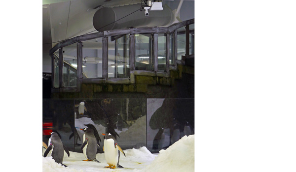 Panasonic ptz sealife penguin 770