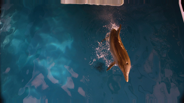 Spin-vfx-dolphin-tale10