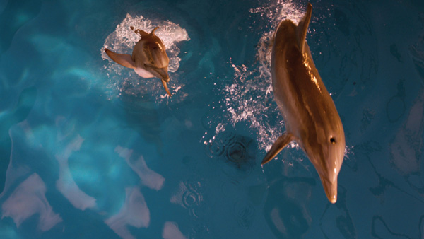 Spin-vfx-dolphin-tale11