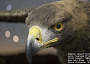 ZEISS Eagle Supreme Prime 50mm Virtual Lens